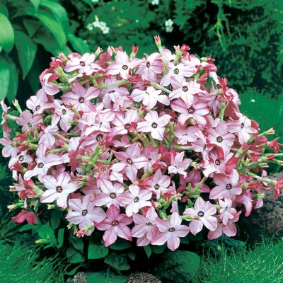 Flowering Tobacco Avalon Bright Pink