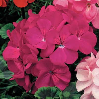Geranium Orbit Violet