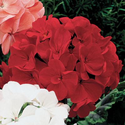 Geranium Orbit Red