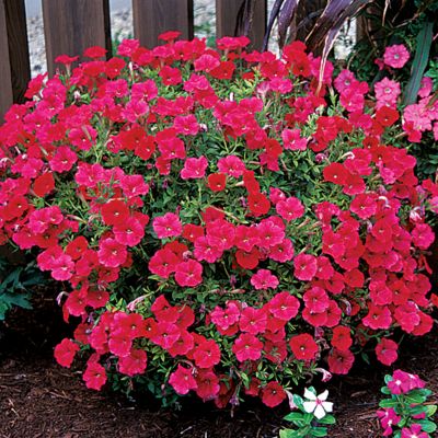 Petunia Red Easy Wave&reg; Hybrid: 2-inch, single bright red blooms are shaped like big trumpets. They are held out and up from low-growing plants with mid-green foliage, 8 to 12 inches high, 2 1/2 to 3 feet wide.