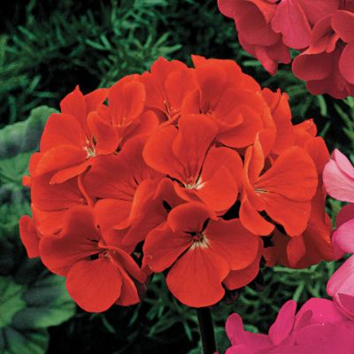 Geranium Orbit Scarlet