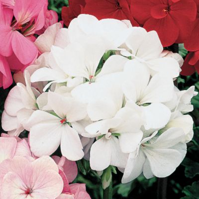 Geranium Orbit White