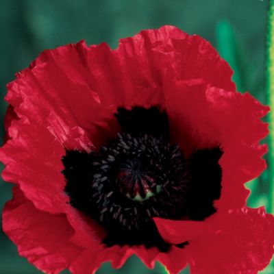 Poppy Great Red