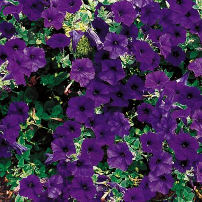 Petunia Wave&reg; Blue Hybrid: Single, 2- to 2 1/4-inch deep blue blooms are shaped like big trumpets, with a very wide mouth and slightly recurved petal edges.