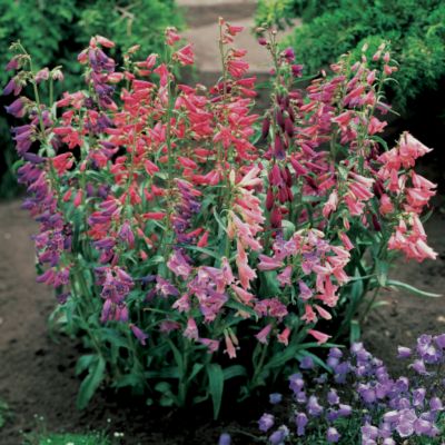 Penstemon Rondo Mix