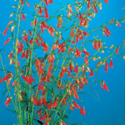 Penstemon