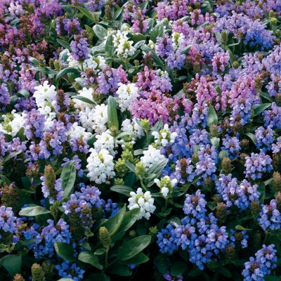 Prunella Freelander Mix