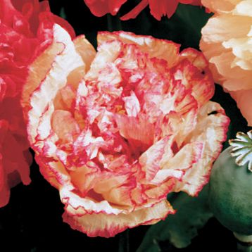 Park's Peony Poppy Flemish Antique: Fully double 4-inch blooms on long stems have masses of short, ruffled and serrated petals, resembling a Peony. The petals are a creamy ivory with salmon splashes and streaks.
