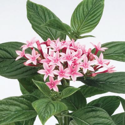 Pentas Kaleidoscope Appleblossom Hybrid
