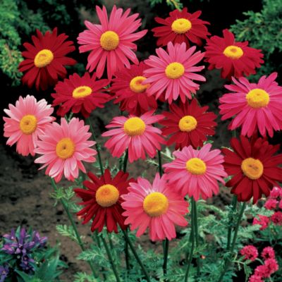 Pyrethrum Robinson