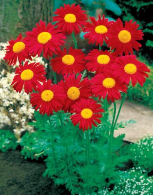 Pyrethrum James Kelway