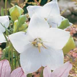 Balloon Flower Astra White