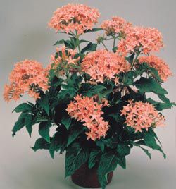 Pentas New Look Pink