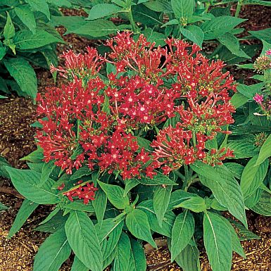Pentas New Look Red