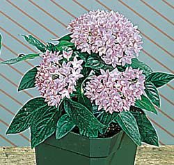 Pentas New Look Violet