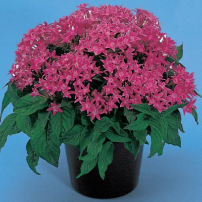 Pentas New Look Rose