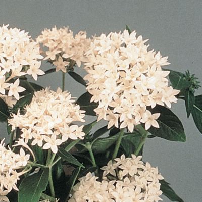 Pentas New Look White