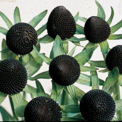 Coneflower 'Green Wizard': 3 to 5 inches across, 'Green Wizard' has no florets at all, but simply an enormous, protuberant black cone (about the size and shape of a large strawberry) surrounded by 6 to 10 widely-spaced, long, thin sepals of mid-green.