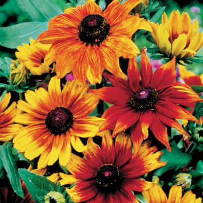 Gloriosa Daisy Autumn Colors: Single 5- to 7-inch daisy-shaped blooms with a burgundy center (and often matching rings) with petals of yellow, golden, or bronze.