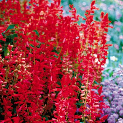 Salvia Park