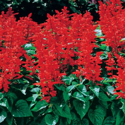 Salvia Flare
