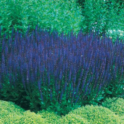 Salvia Blue Queen