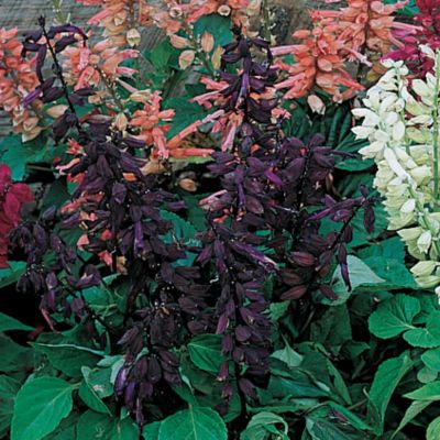 Salvia Hotline Violet: 12-inch plants with bushy 5- to 6-inch bloomstalks held straight up and carrying, on all sides, masses of small, tubular violet blooms.
