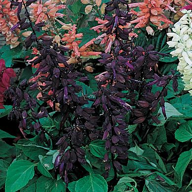 Salvia Hotline Blue: 12-inch plants with bushy 5- to 6-inch bloomstalks held straight up and carrying, on all sides, masses of small, tubular blue blooms.