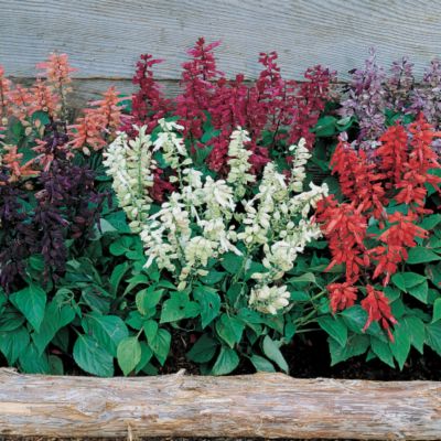 Salvia Hotline Mix: 12-inch plants with bushy 5- to 6-inch bloomstalks held straight up and carrying, on all sides, masses of small, tubular blooms of red, white, violet, salmon, burgundy, orange, blue, pink, rose, and blue-and-white-marked purple.
