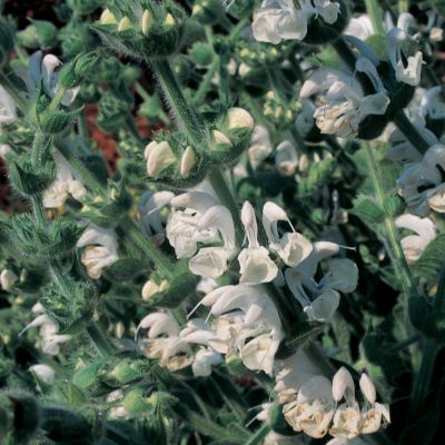 Salvia Argent