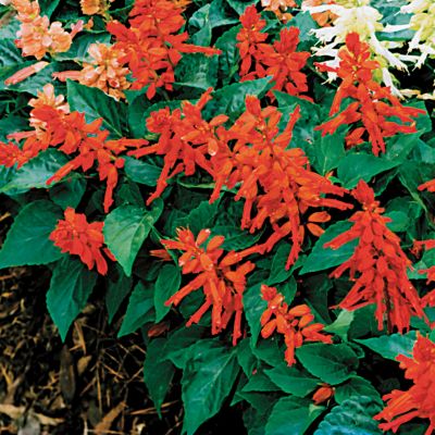 Salvia Hotline Orange: 12-inch plants with 5- to 6-inch bloomstalks held straight up and carrying, on all sides, masses of small, tubular orange blooms.