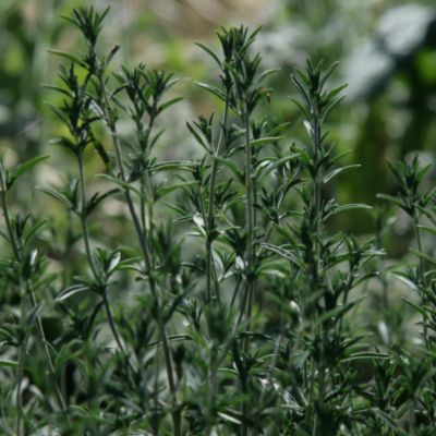 Summer Savory