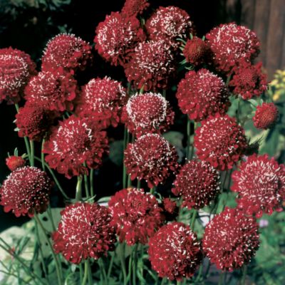 Pincushion Flower QIS Scarlet