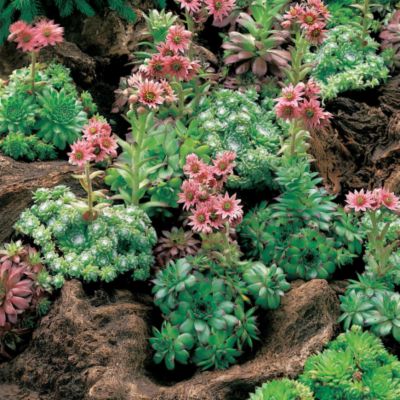 Hens & Chicks Hardy Blend: This mix contains several species of Sempervivum with varying foliage and bloom forms and colors. Most form a rosette of foliage with central blooms above the leaves; when not in bloom, the plant looks a bit like an artichoke. Blooms are yellow or pink, in either upright or pendant form.