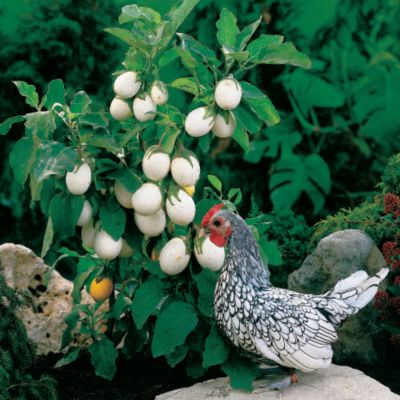 Easter Egg Plant