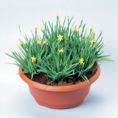 Golden-Eyed Grass Yellow Stone