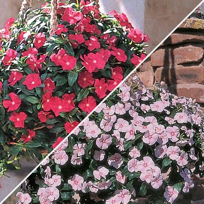 Vinca Mediterranean Hybrid Mix
