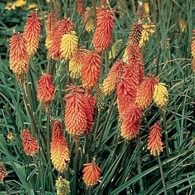 Red Hot Poker Flamenco
