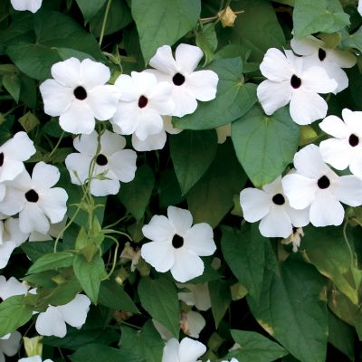 Black-Eyed Susan Vine 'White-Eyed Susie': Single 1�- to 1�-inch black-eyed white blooms on vines 5 to 8 feet tall.