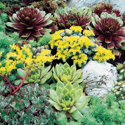 Rare Succulent Mix: This is a mix of rare succulents, including many dwarf forms.