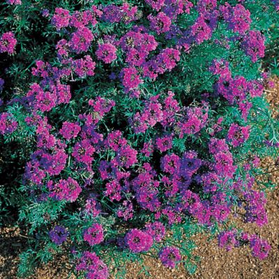 Verbena Imagination