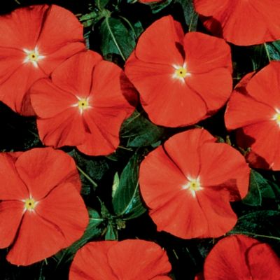 Vinca Sante Fe
