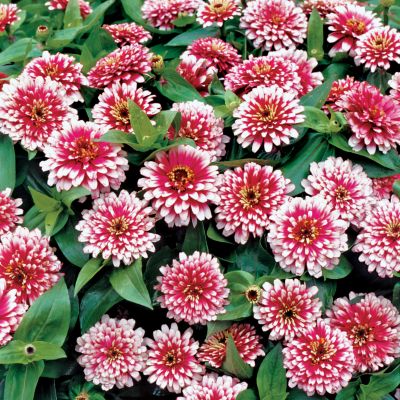 Zinnia Swizzle Cherry and Ivory