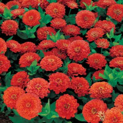 Zinnia Dreamland Coral Hybrid
