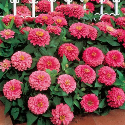 Zinnia Dreamland Pink Hybrid