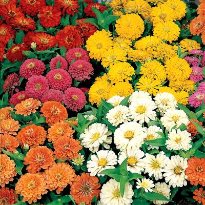 Zinnia Dreamland Hybrid Mix