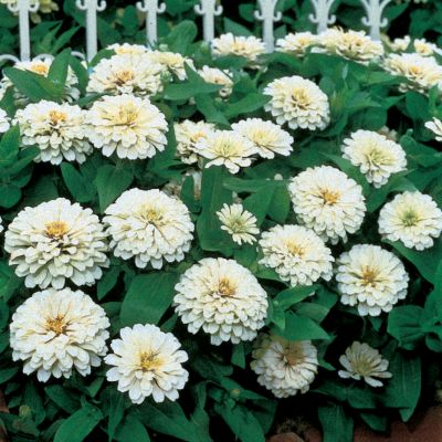Zinnia Dreamland Ivory Hybrid