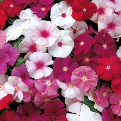 Vinca Cooler Hybrid Mix