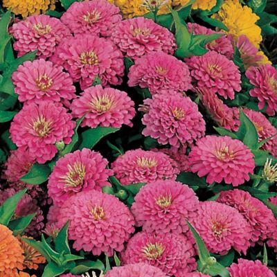 Zinnia Dreamland Rose Hybrid