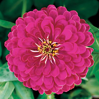 Zinnia Sun Cherry Hybrid